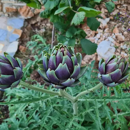 Tatjana בית כפרי Vuno