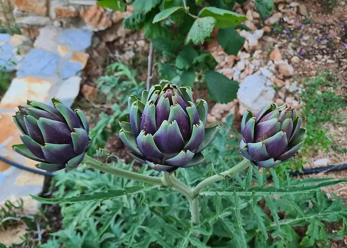 Tatjana Country house Vuno