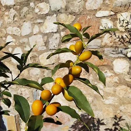 Tatjana Hétvégi ház *