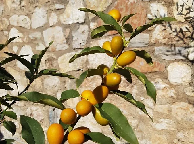 Tatjana בית כפרי *